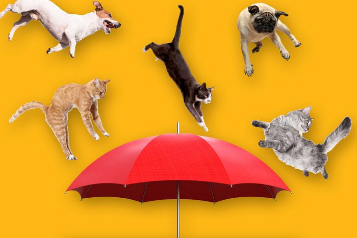 raining cats and dogs idiom
