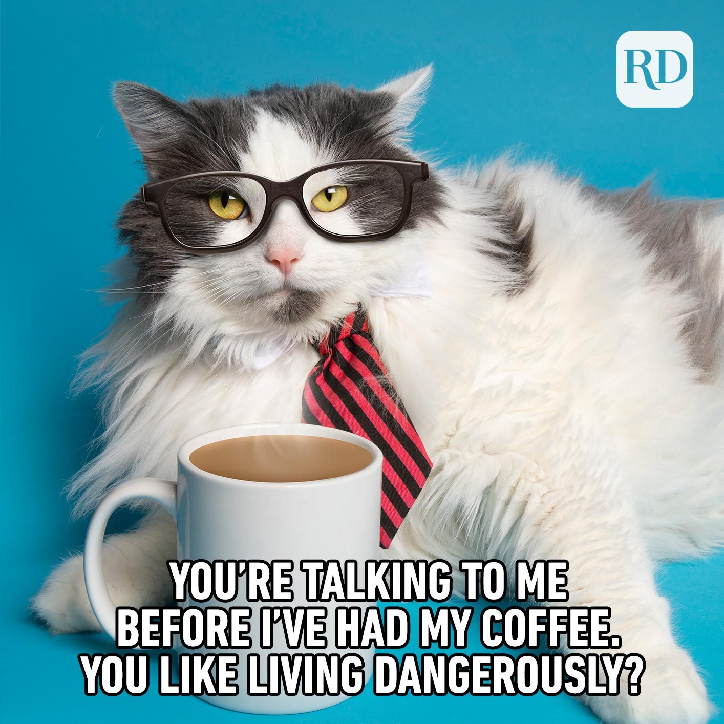 35 Cat Memes You'll Laugh at Every Time | Reader's Digest