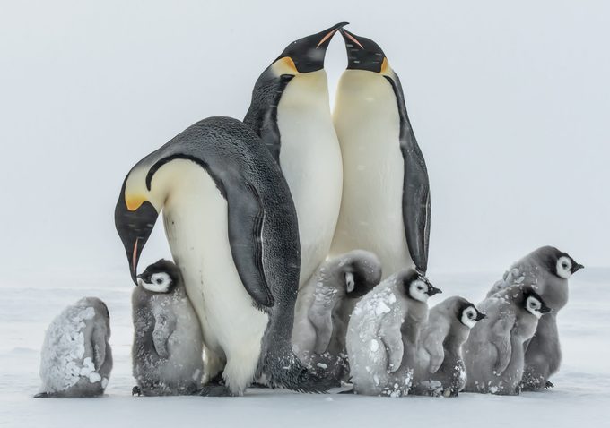 Mandatory Credit: Photo by Gunter Riehle/Solent News/Shutterstock (5579535c) Penguin chicks and adults huddle together Emperor penguins brave a storm in the Antarctica - Jan 2016 *Full story: http://www.rexfeatures.com/nanolink/rwil Baby penguins as young as three months old look like they are frozen as they huddle up in a group to survive -24 degrees Celsius. The small colony of emperor penguins are covered in ice as they attempt to seek shelter from the storm by standing behind the adults. They shut their eyes in a bid to prevent the harsh weather conditions affecting their sight as they try and keep warm. Food engineer Gunther Riehle, 53, from Kirchheim unter Teck, Baden Wuerttemberg, Germany, braved the cold in Antarctica to capture the moment. He said: "The penguins are huddling together to give them shelter and warmth, the adults do this too in Antarctic winter. "Scientists measured the interior temperature of an adult huddle and found 37 degrees Celsius.