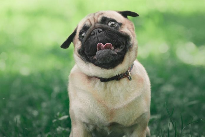 small pug dog standing in green grass and looking up with funny face