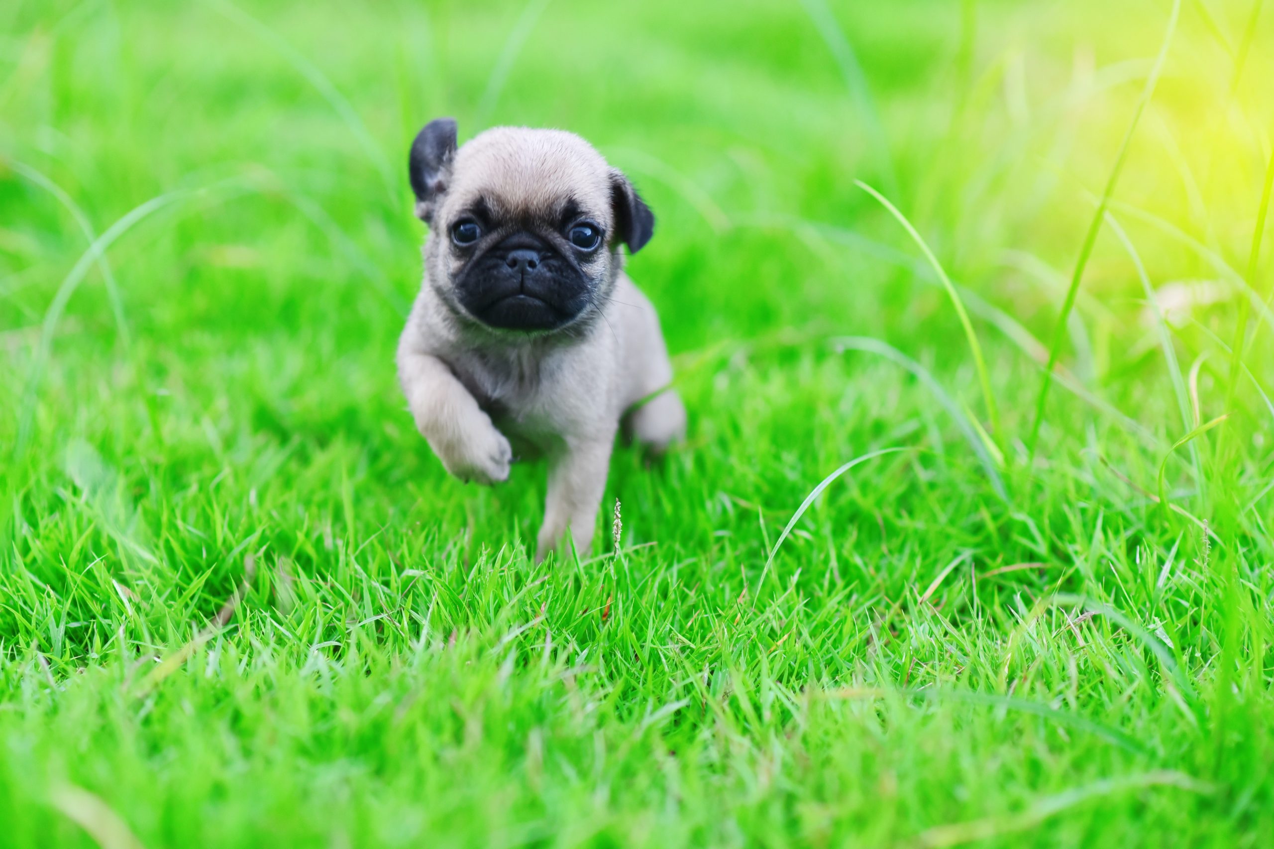 30 Cute Pug Pictures That Will Make You Want One | Reader’s Digest