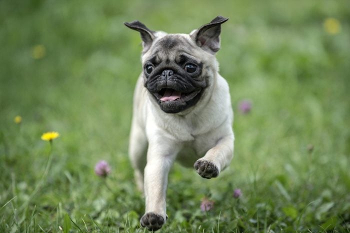 Happy Pug Dog Running on the Grass. Mouth Open.