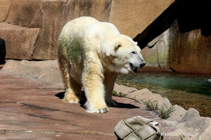 Polar Bear at the Milwaukee County Zo