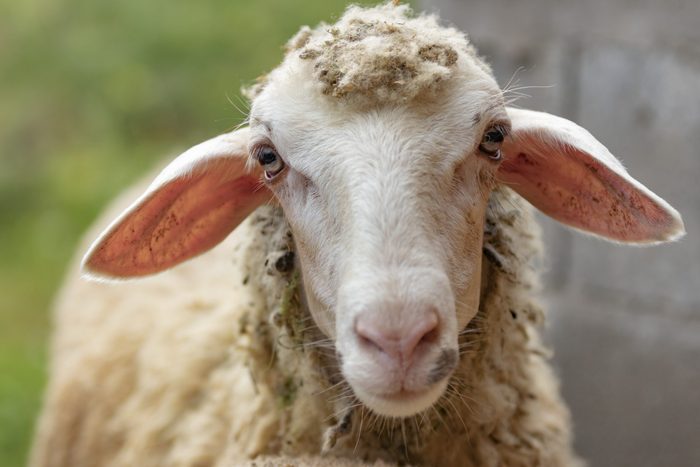 sheep animals that can predict weather