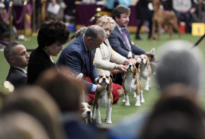 beagle westminster dog show