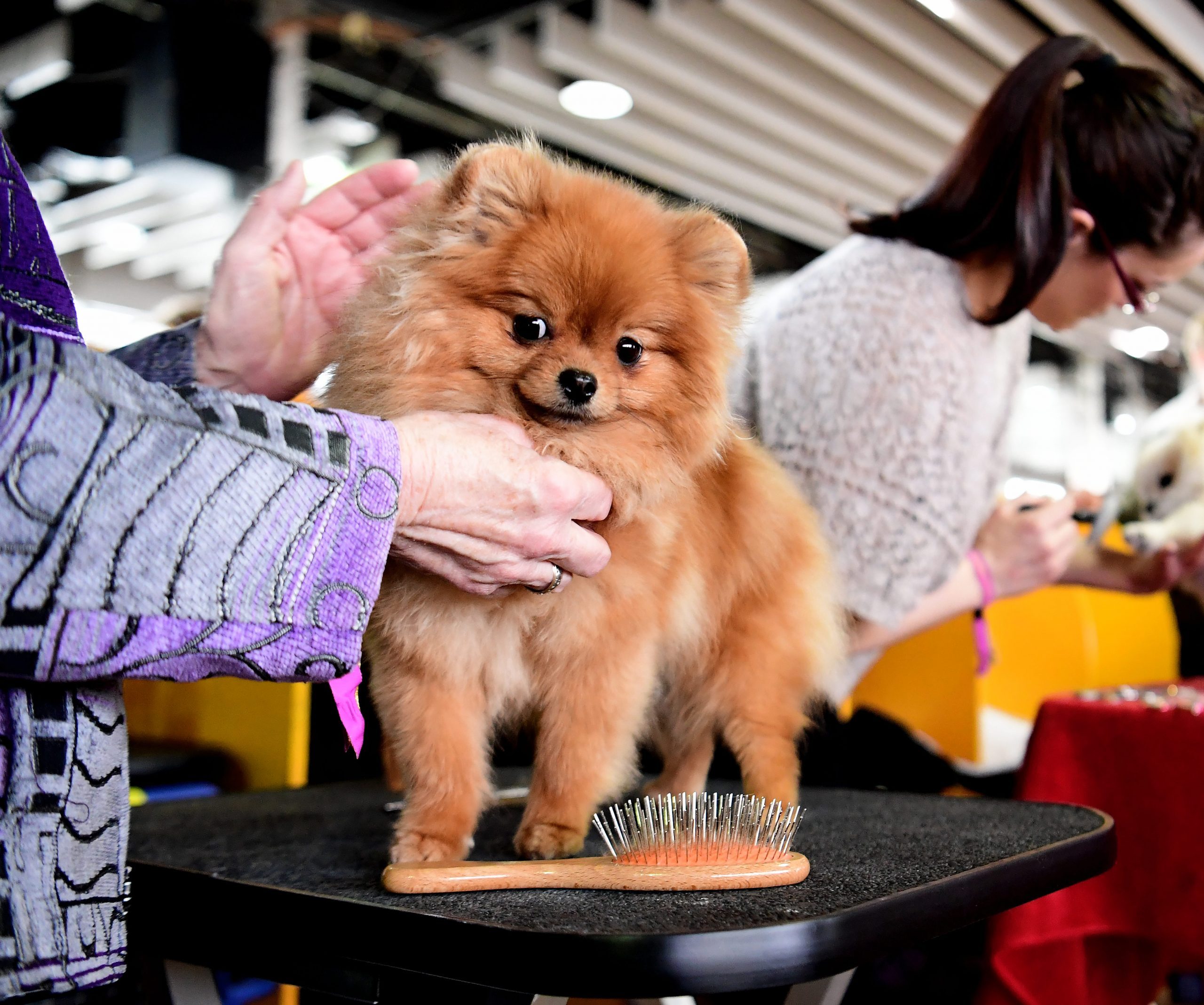 Funniest Names of Westminster Show Dogs | Reader's Digest