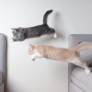cats jumping