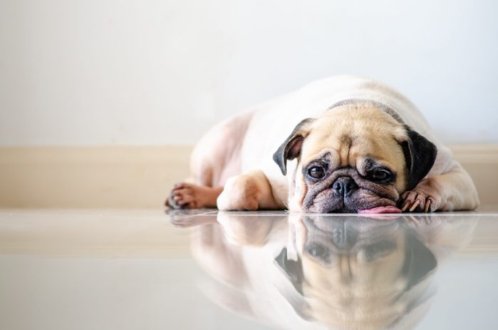 Close-up face of cute dog pug and sad bored face sleep on floor with tongue sticking out
