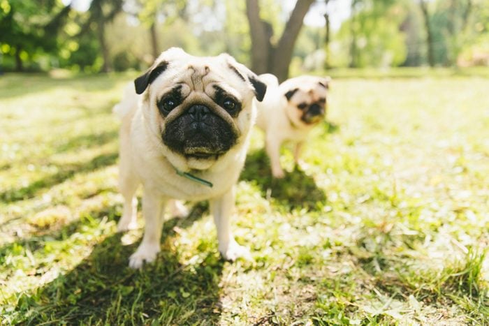 Two small fluffy cute dogs playing in the public park during springtime on pug meeting