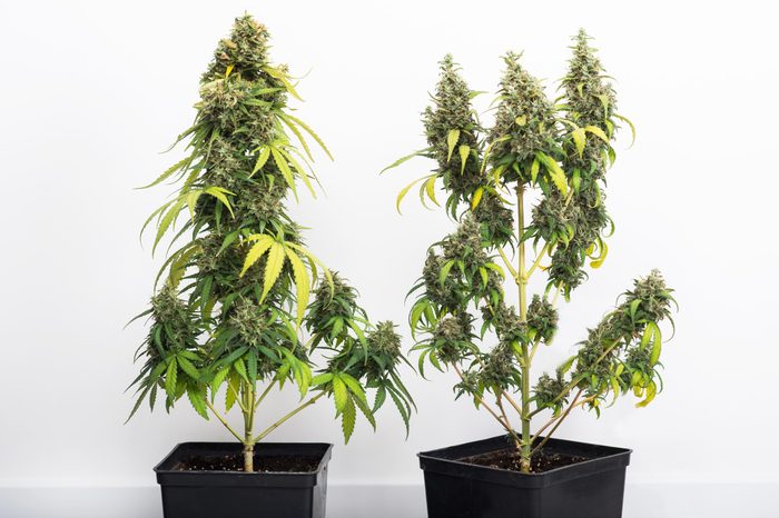 two potted cannabis plants in a home against a white wall