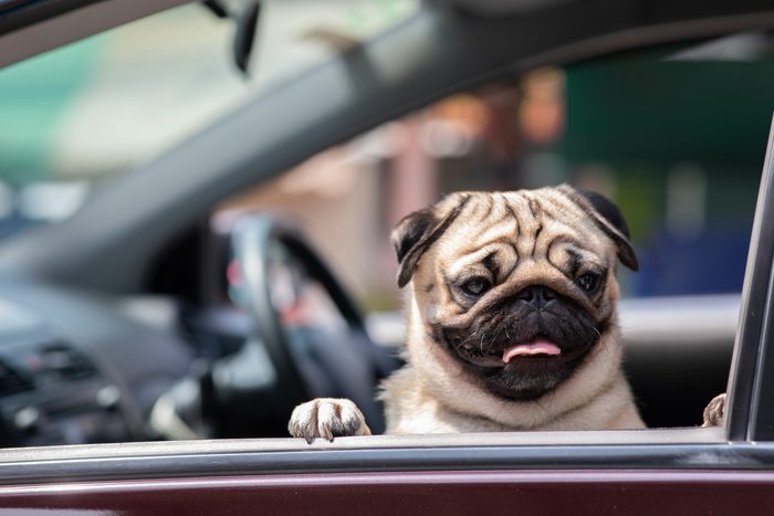 Cute Dog Pug in car smile