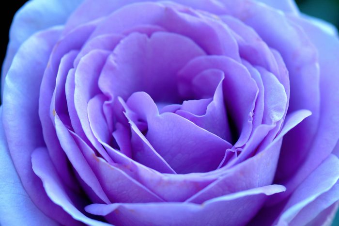 purple Rose closeup macro