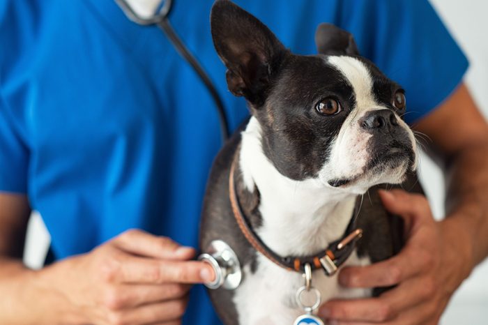 Boston Terrier dog being examined by a vet using stethoscope. Professional veterinarian examining his patient cute puppy. Closeup of hand using a stethoscope on a puppy.