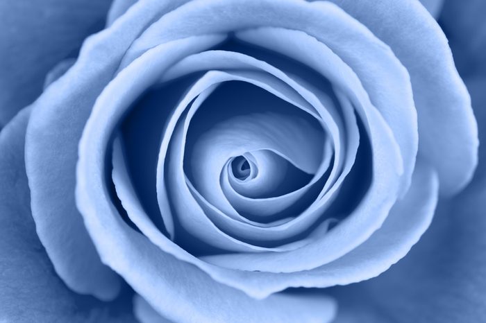 Vibrant fresh toned blue rose close up. Rose head macro photo background.