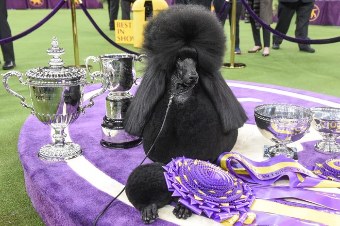 Standard poodle "Siba" sits in the winners circle after winning Best in Show during the annual Westminster Kennel Club dog show on February 11, 2020 in New York City.