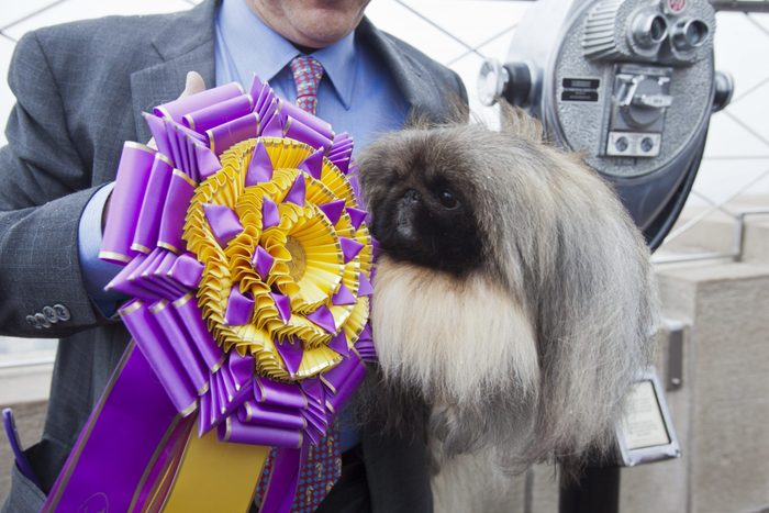 Pekingese westminster dog show winner