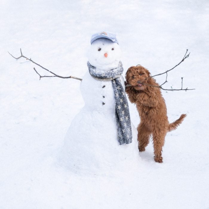 Snowman And Puppy