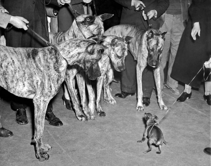Miniature Pinscherand great danes westminster dog show