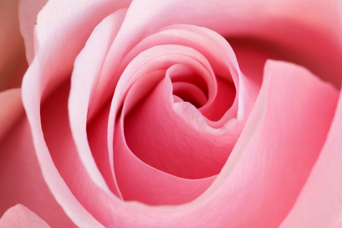 medium pink rose closeup macro