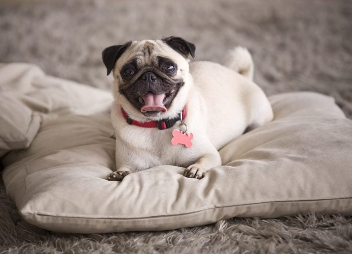 Cute Pug dog on pillow