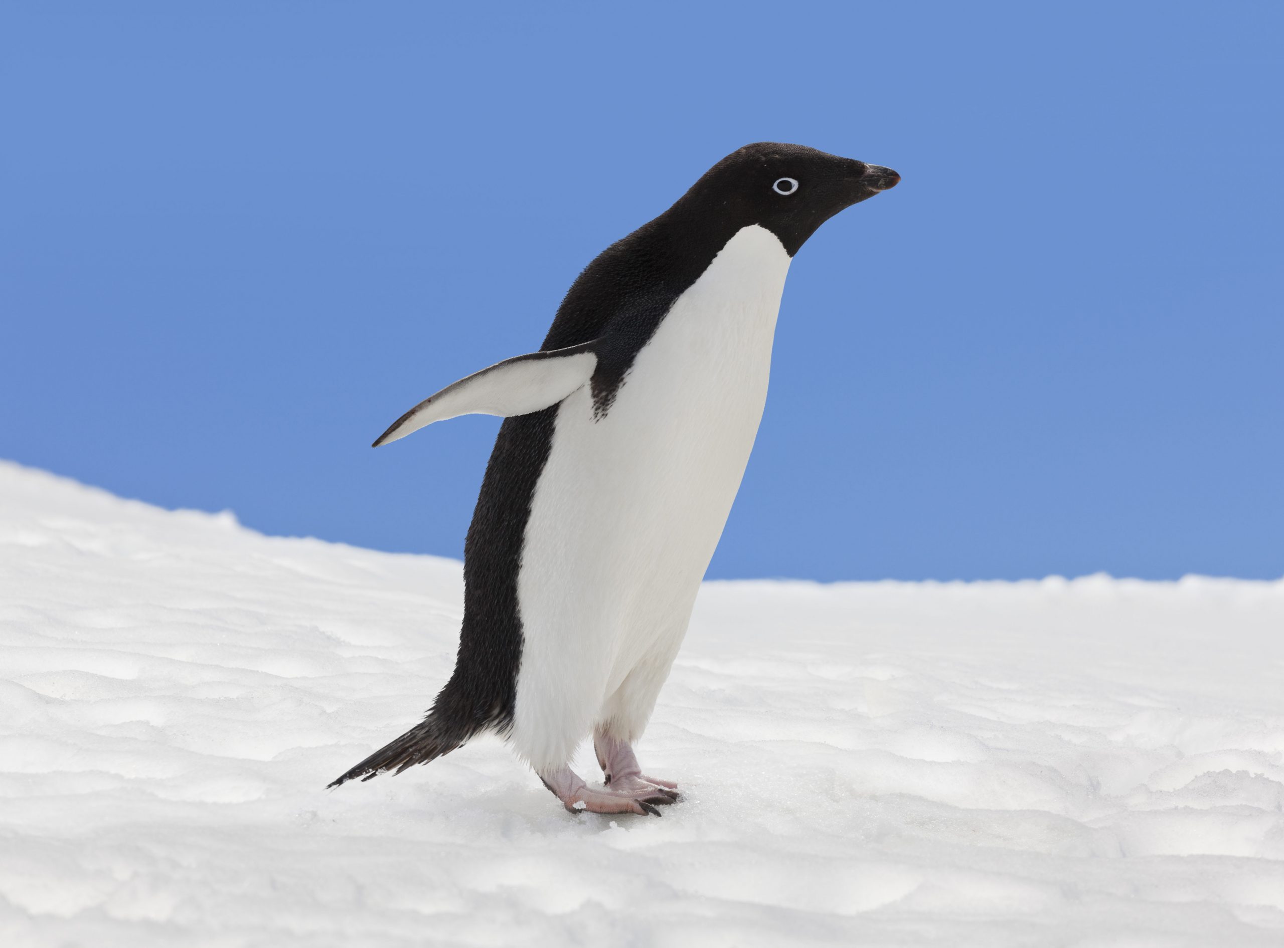 Penguin Secrets That Were Hidden for a Century | Reader's Digest