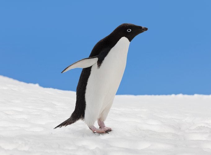 adelie penguin
