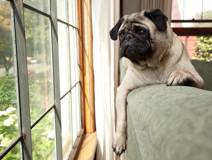 cute pug Dog sits on couch and looks longingly outside