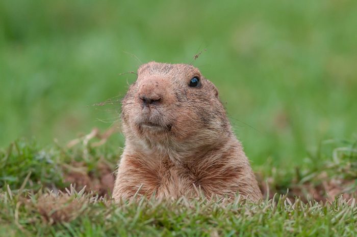 Groundhog animals that can predict weather