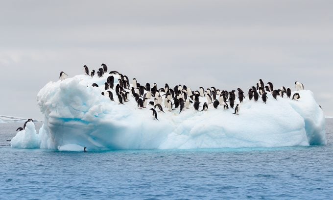 adele penguins