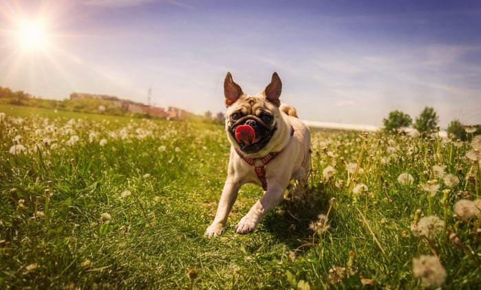Pug running into the spring field.