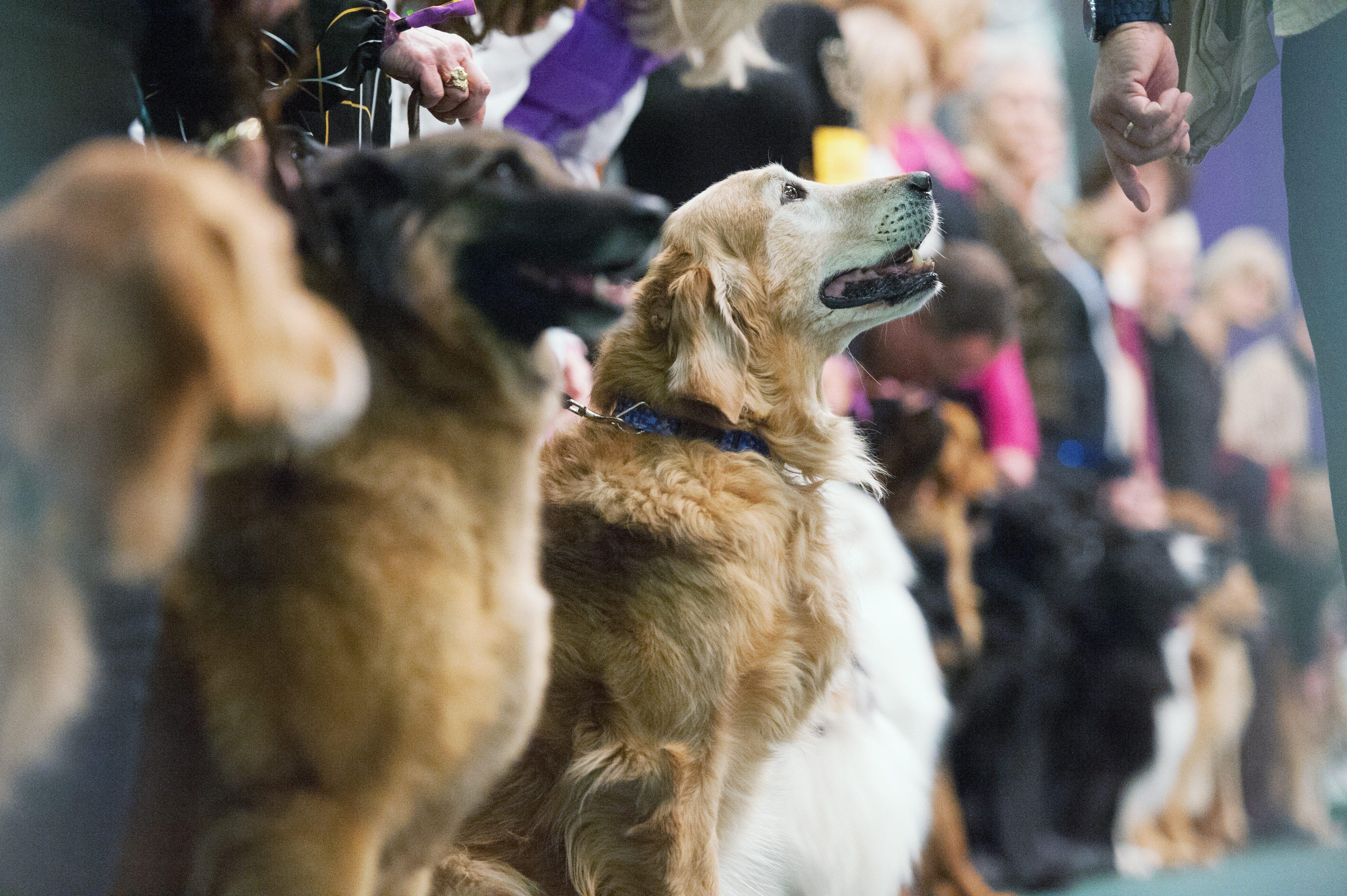 The Newest Breeds at the Westminster Dog Show Reader's Digest