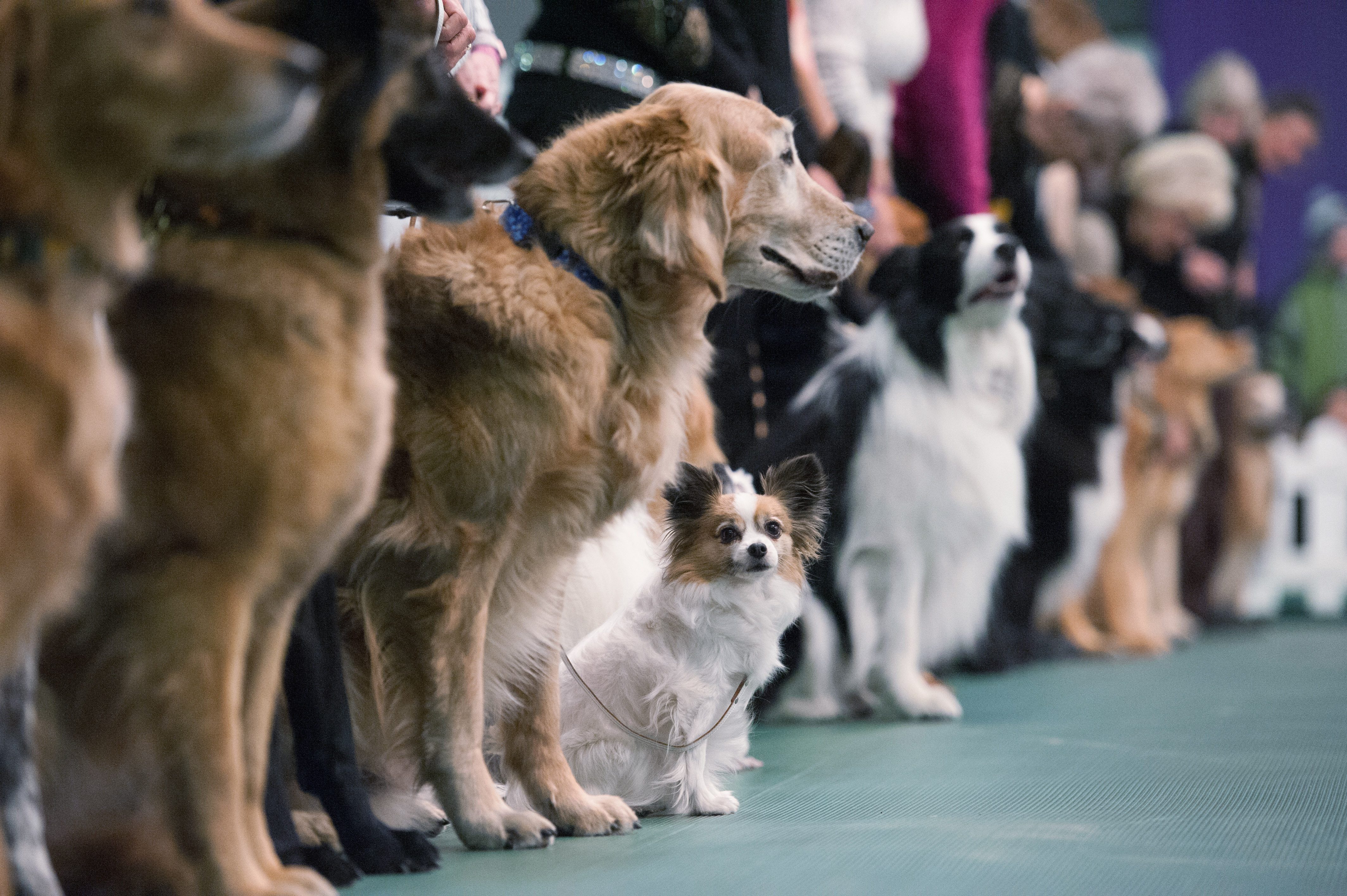 Facts About the Westminster Dog Show Reader's Digest