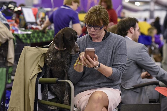 german pointer looking at iphone with owner westminster dog show