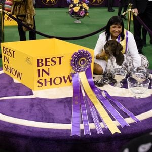 best in show westmisnter dog show
