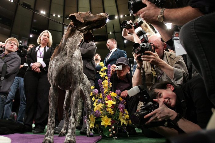 funny German Shorthaired Pointer photographed westminster dog show