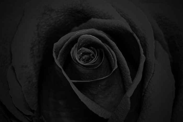close-up view of beautiful dark rose with water dew drops