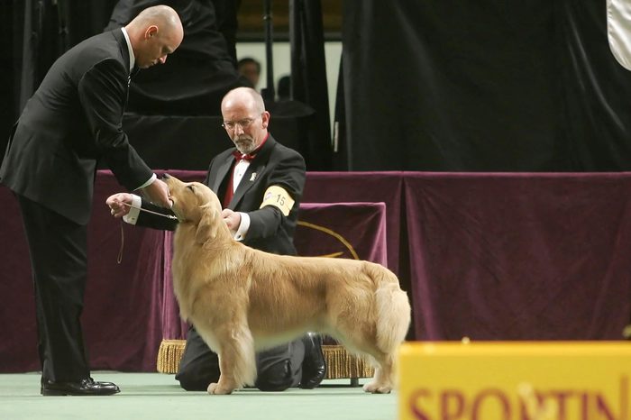 golden retriever westminster dog show