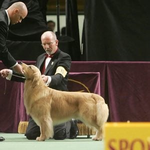 golden retriever westminster dog show