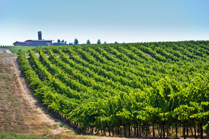 Columbia Valley Vineyard Winery Landscape of Kirkland, Washington 