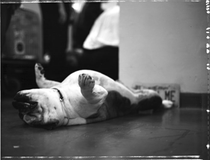 bulldog sleeps during dog show