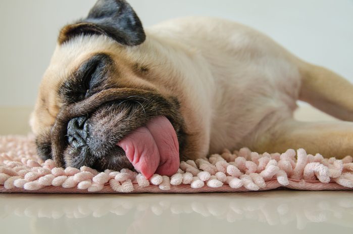 Funny Sleepy Pug Dog with gum in the eye sleep rest on floor
