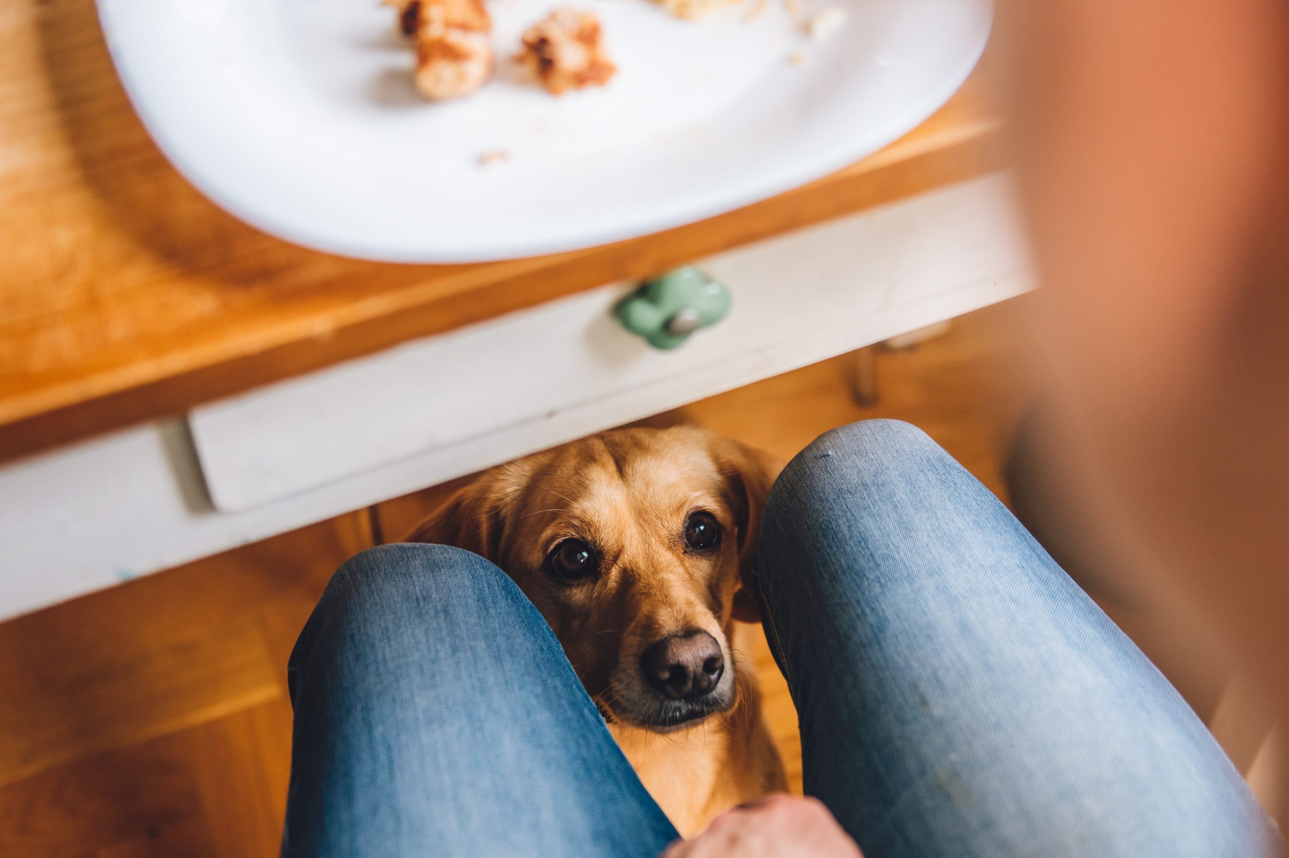 Why Does My Dog Stare at Me? The Reasons Behind Your Dog's Behavior