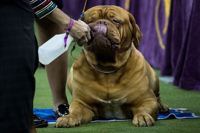 Dogue de Bordeaux drinking water westminster dog show
