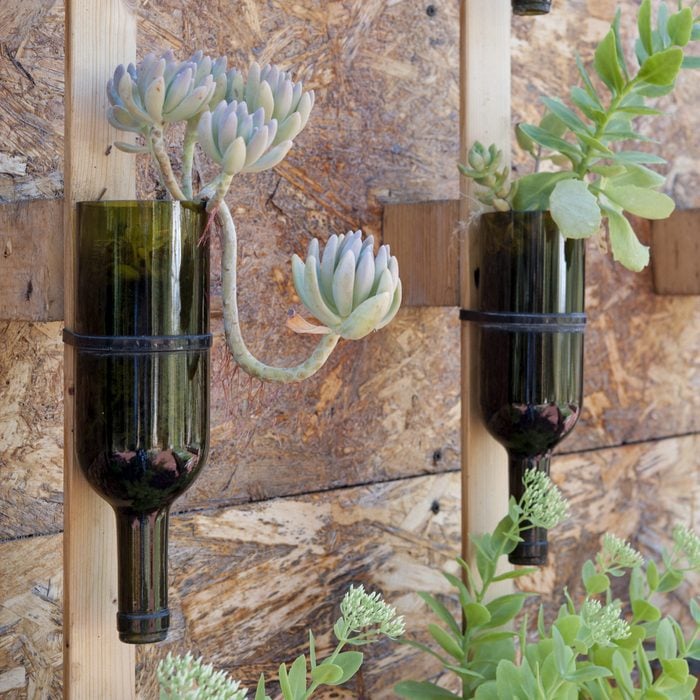 Wine bottles recycled as a succulent flower pot, hung on a wall