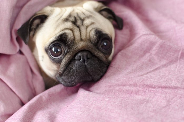 cute dog breed pug wrapped in pink blanked