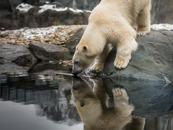 polar bear drinking