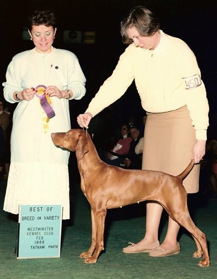 grandmother westminster dog show
