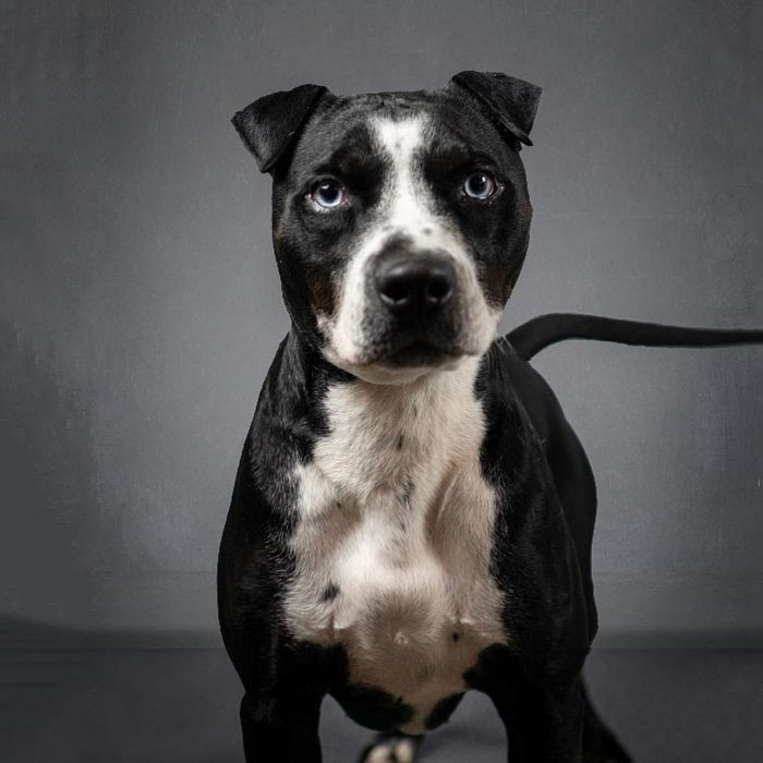 black and white mix breed dog with a gray studio background