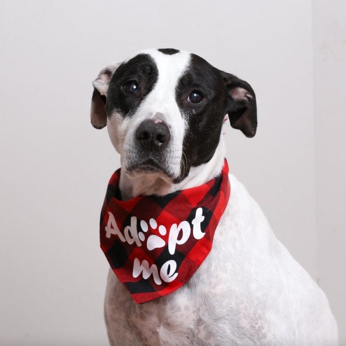 black and white pit bull mix breed dog sitting wearing a bandana that says "adopt me"