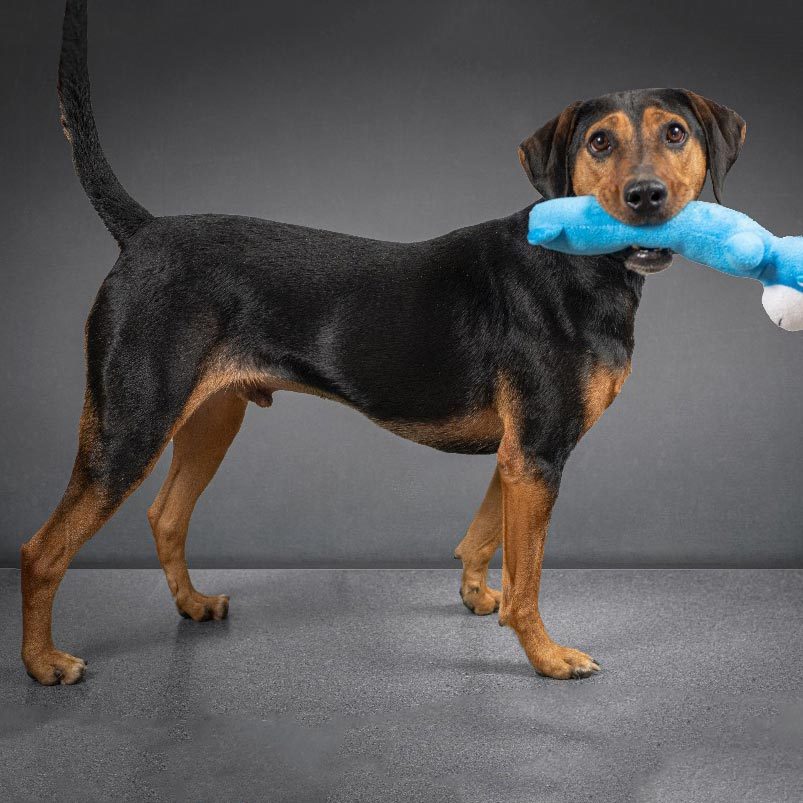 mixed breed dog standing with a blue toy in his mouth in a gray studio background